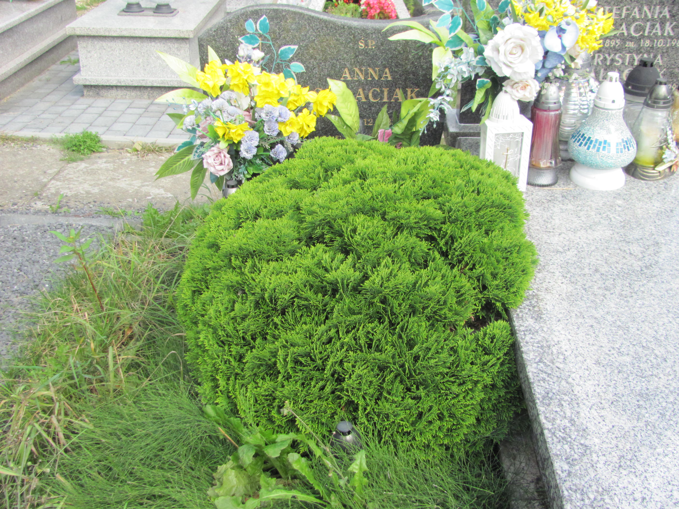 Grób Anna Sałaciak